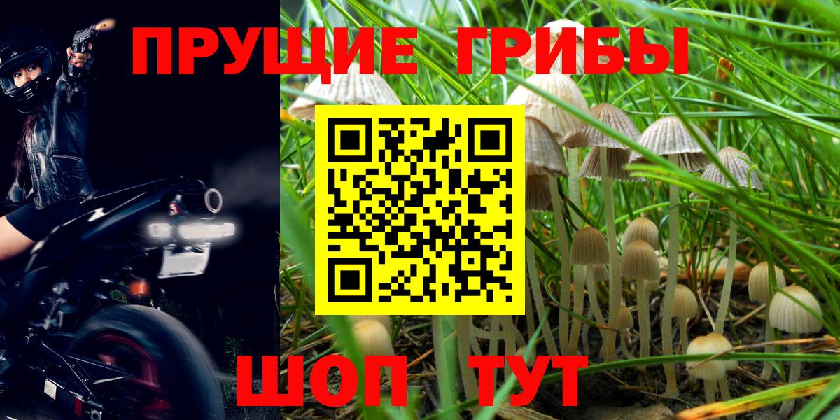 Псилоцибиновые грибы Psilocybe Воткинск